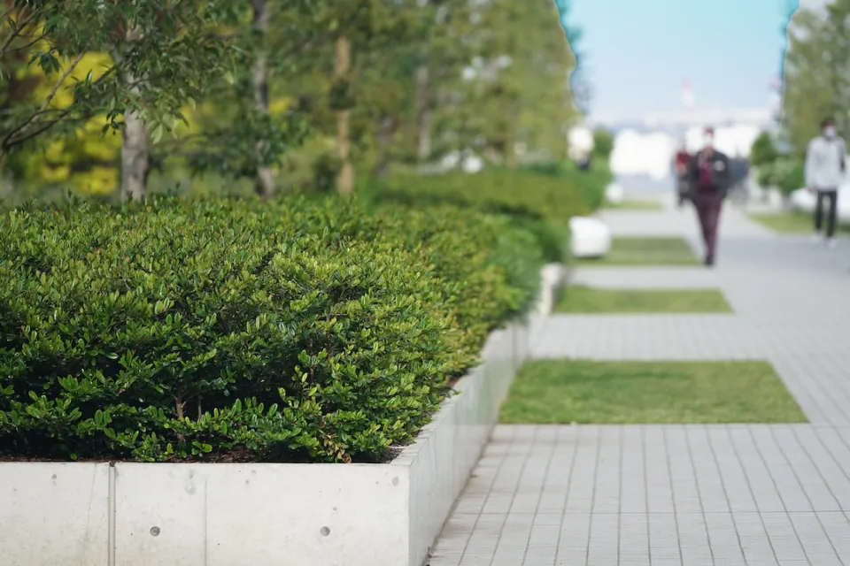 Close-up of elevated planter box in sidewalk with alternating grass and concrete patches.